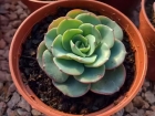 Terra Plantio Substrato Flor Suculenta Orquidia Tradicional