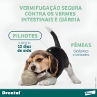 Comprimido Antiparasitário Para Vermicida Elanco Drontal Plus 35kg Para Cão De 17.6kg A 35kg 2 Comprimidos Cor Verde