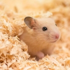 Serragem Prensada Coelho Hamster Roedores 1x800g 16 Litros Cor Amarelo